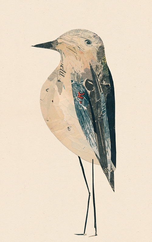 oiseaux-collage-valentine hebert- oiseaux-collage-valentine hebert-