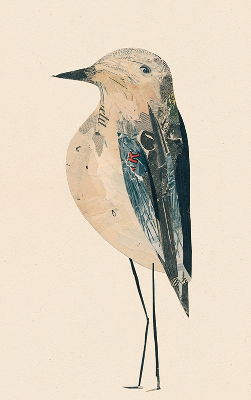 oiseaux-collage-valentine hebert-