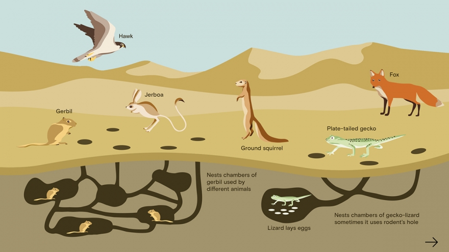 Musée international de la Fauconnerie